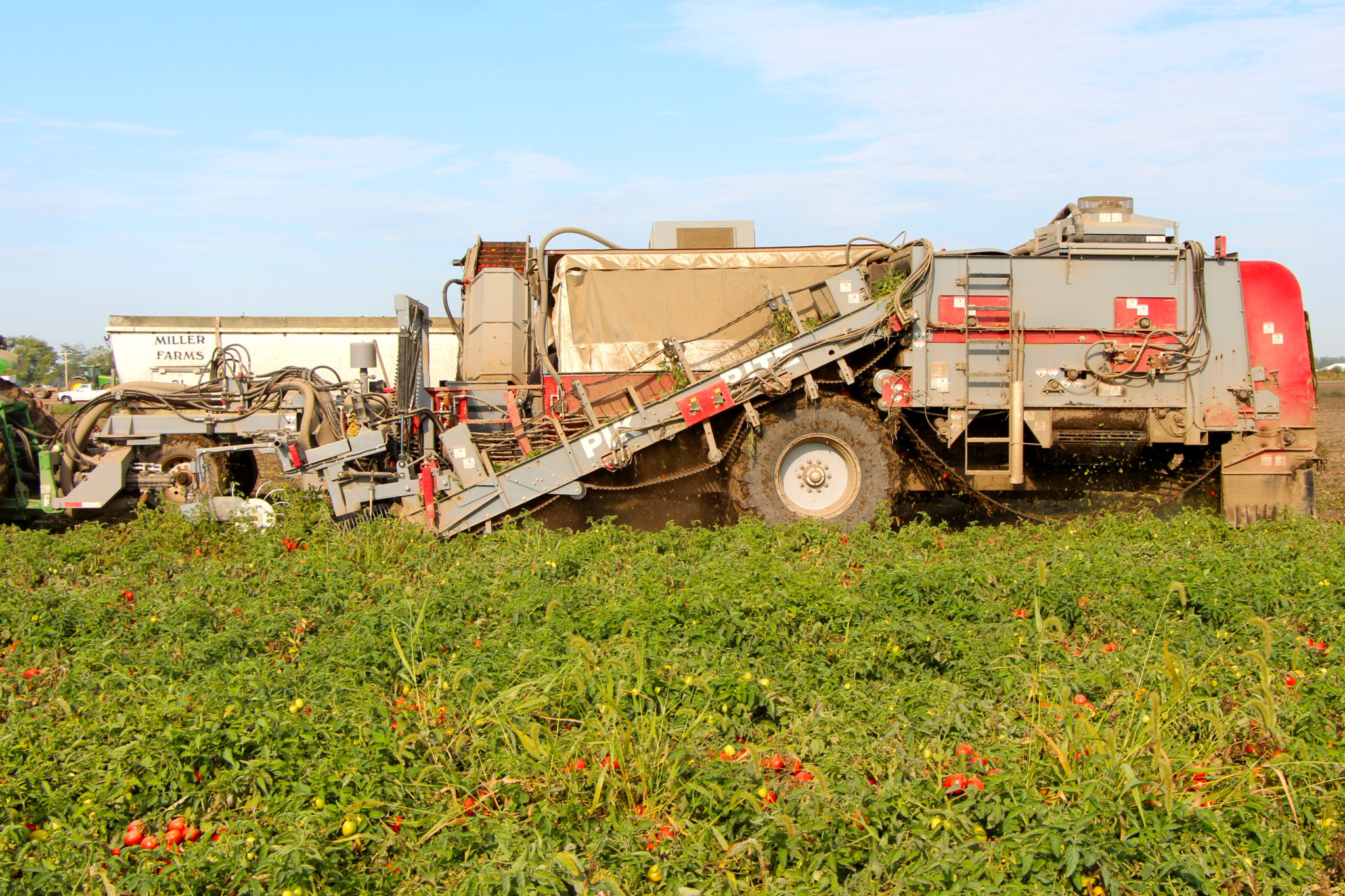 240 Tomato Harvester Pik Rite