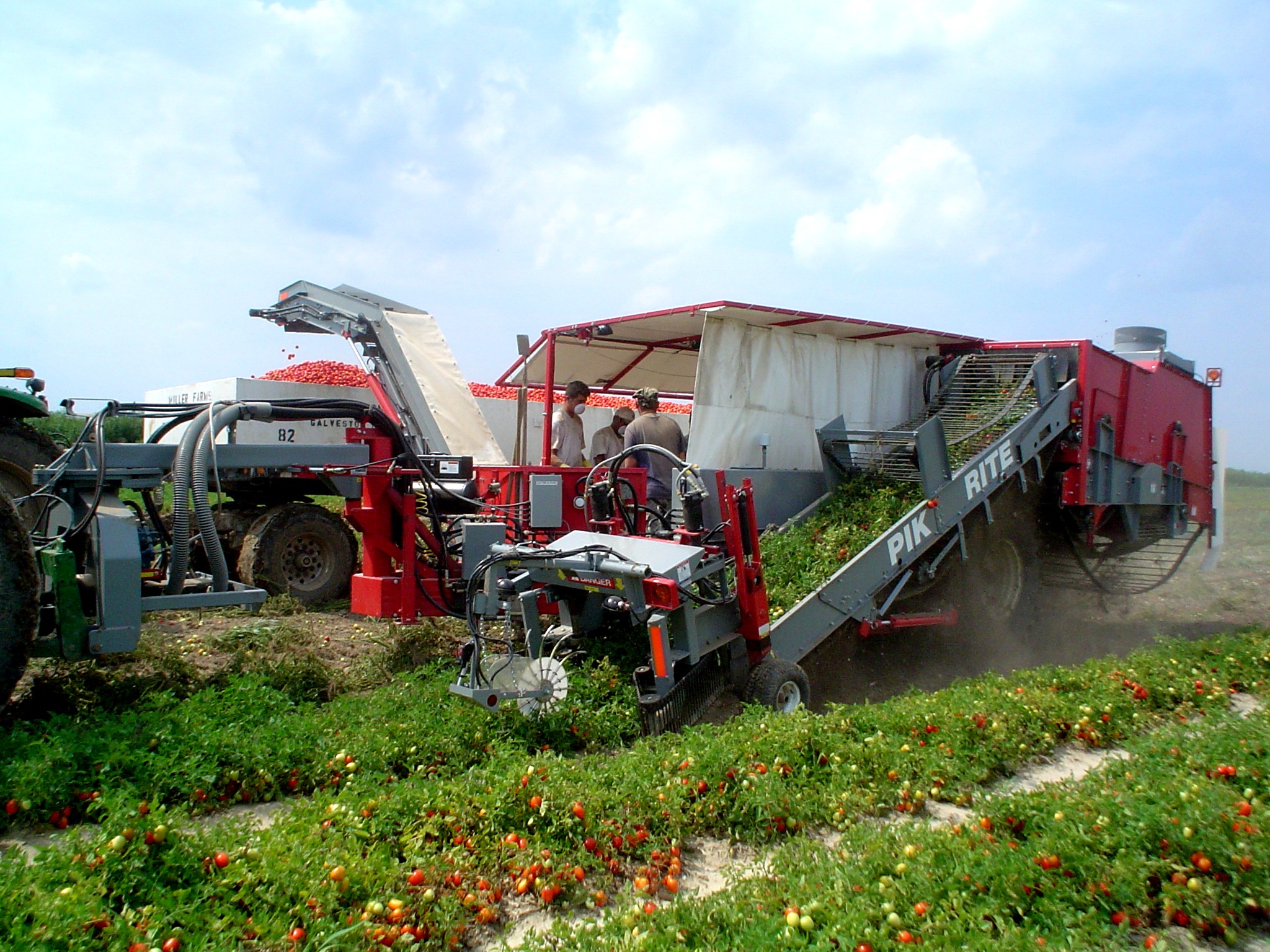 190 Tomato Harvester Pik Rite