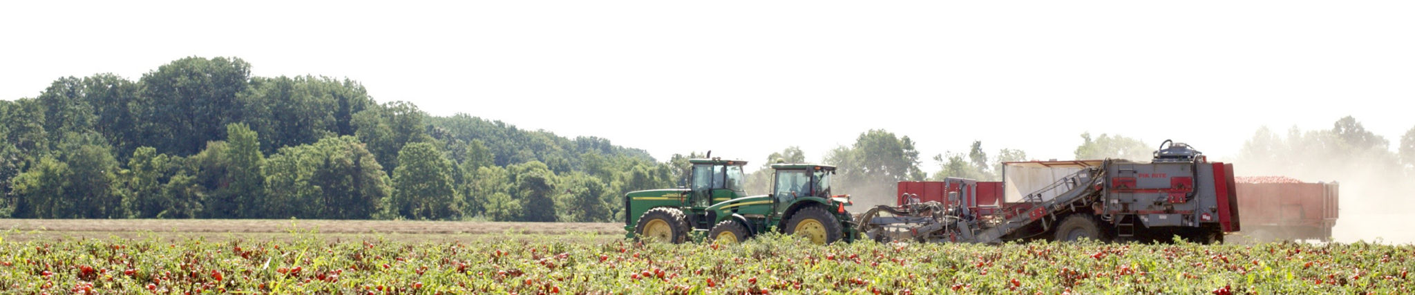 Pik Rite Tomato Harvester